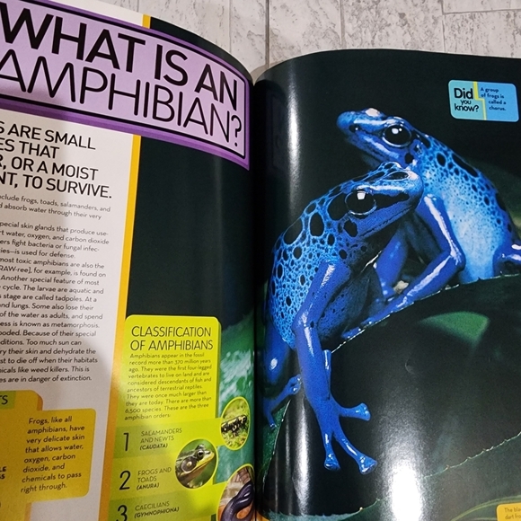 National Geographic Animal Encyclopedia - Picture 11 of 15
